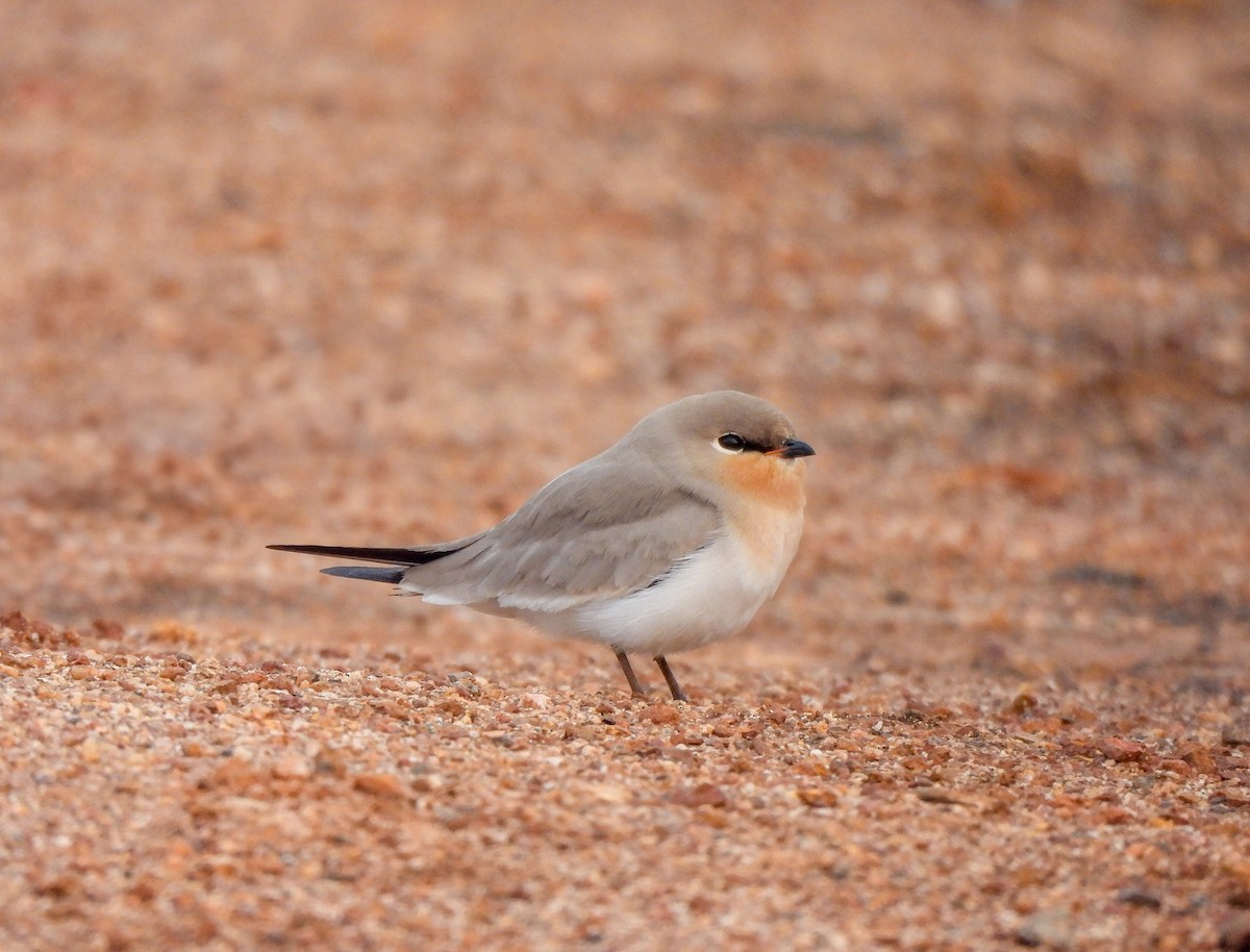 Small Pratincole - ML626903010