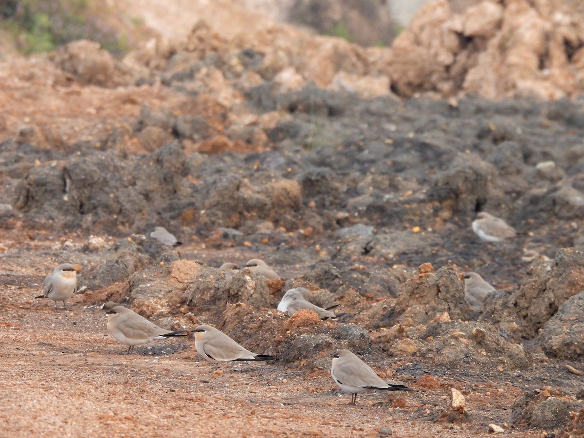 Small Pratincole - ML626903011