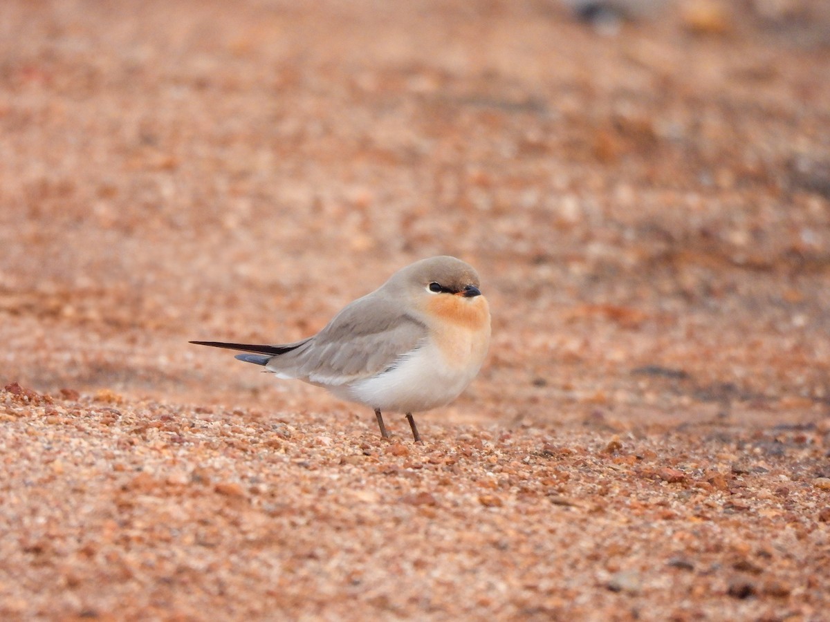 Small Pratincole - ML626903012
