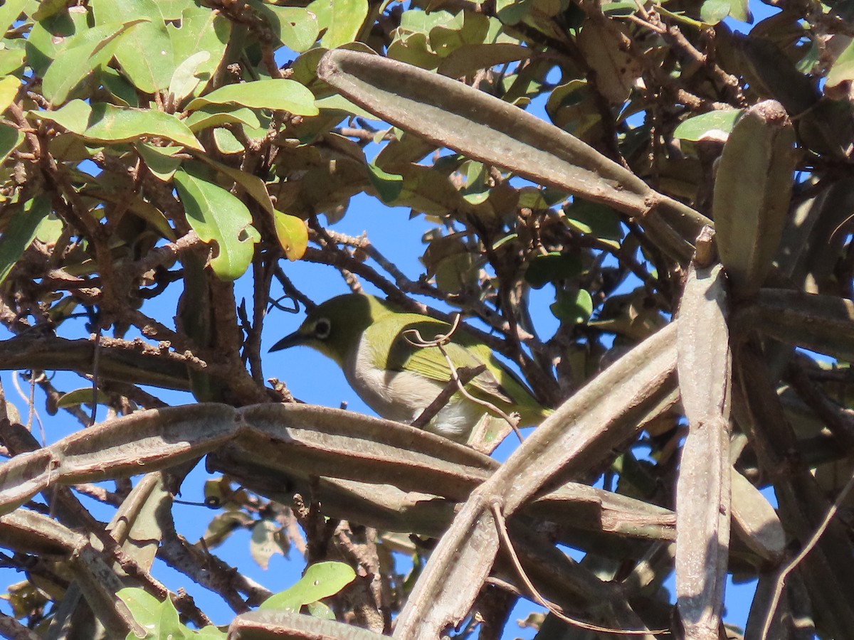 Socotra White-eye - ML626903021