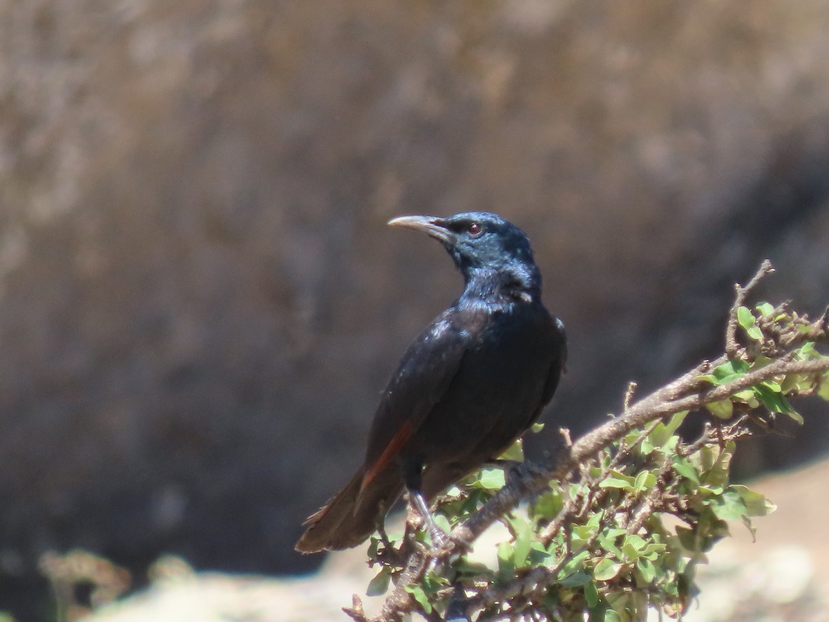 Socotra Starling - ML626903037
