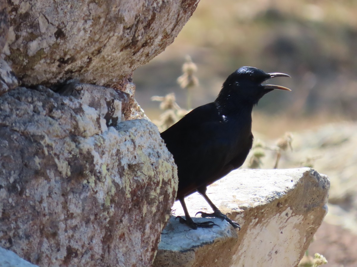 Socotra Starling - ML626903038