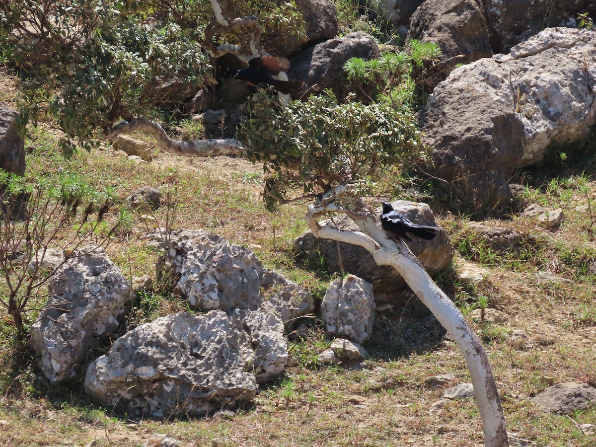 Socotra Starling - ML626903039