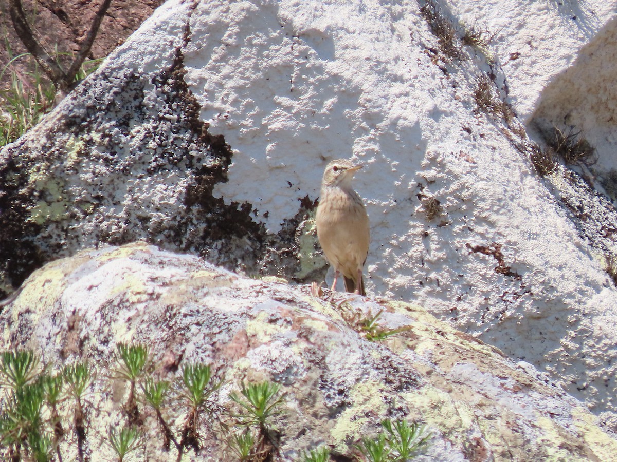 Long-billed Pipit - ML626903073