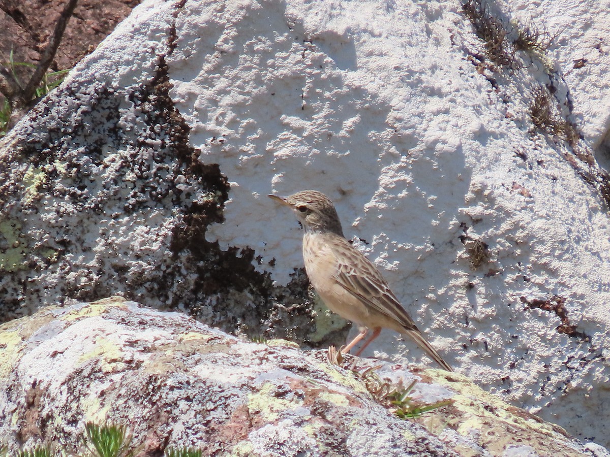 Long-billed Pipit - ML626903074