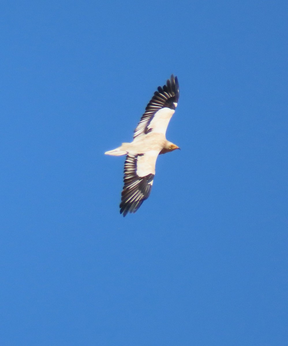 Egyptian Vulture - ML626903093