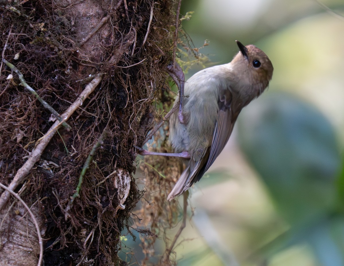 Large Scrubwren - ML626903100