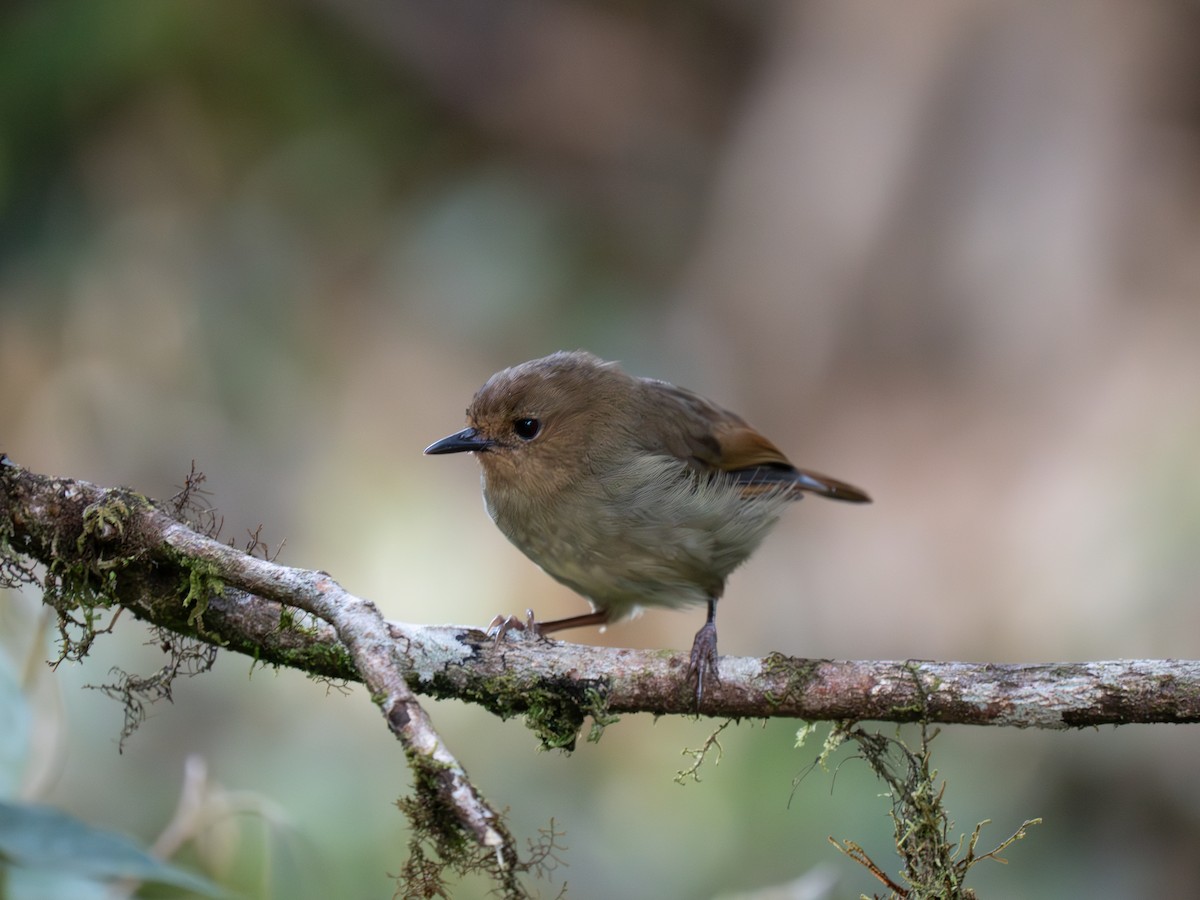 Large Scrubwren - ML626903101