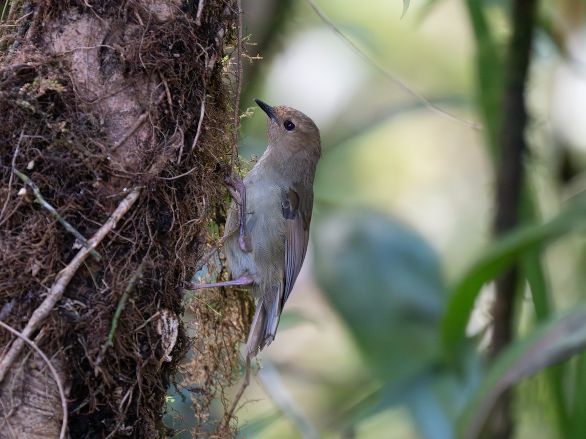Large Scrubwren - ML626903102