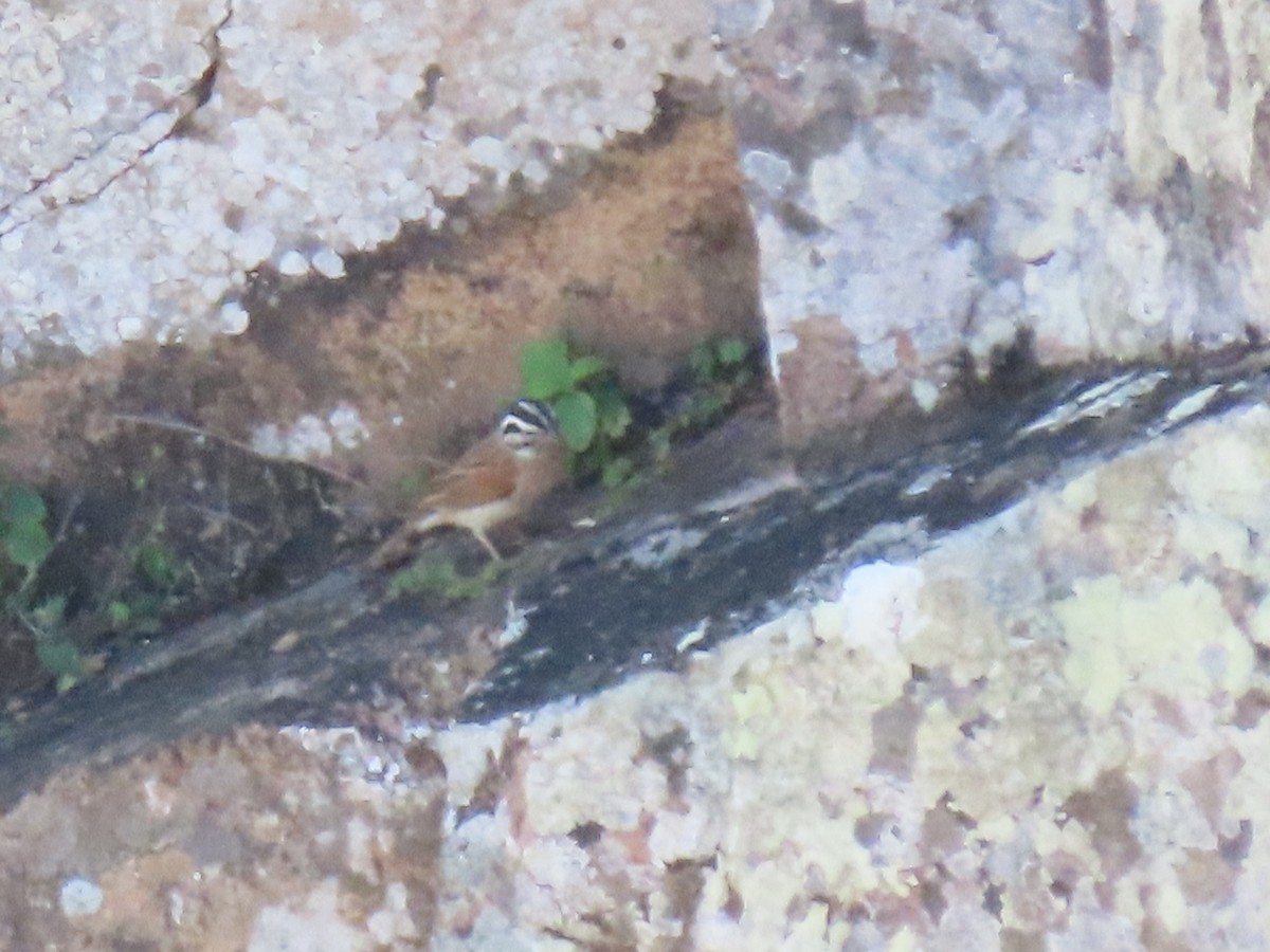 Socotra Bunting - ML626903103