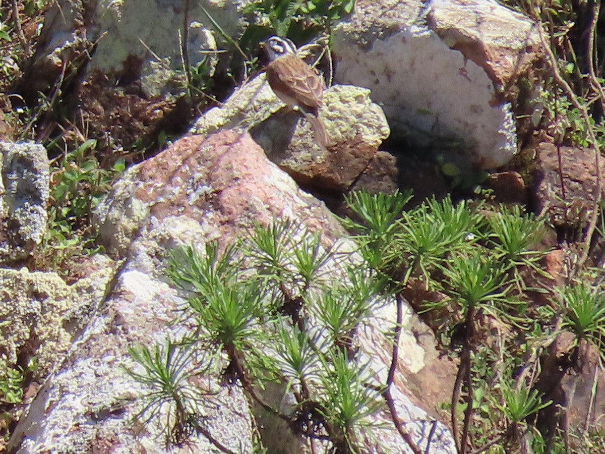 Socotra Bunting - ML626903126