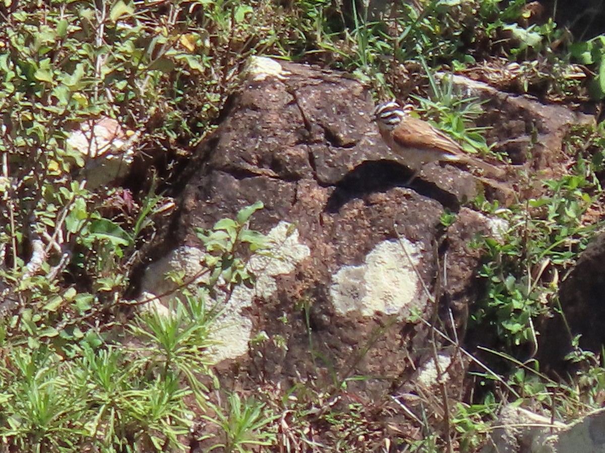 Socotra Bunting - ML626903136
