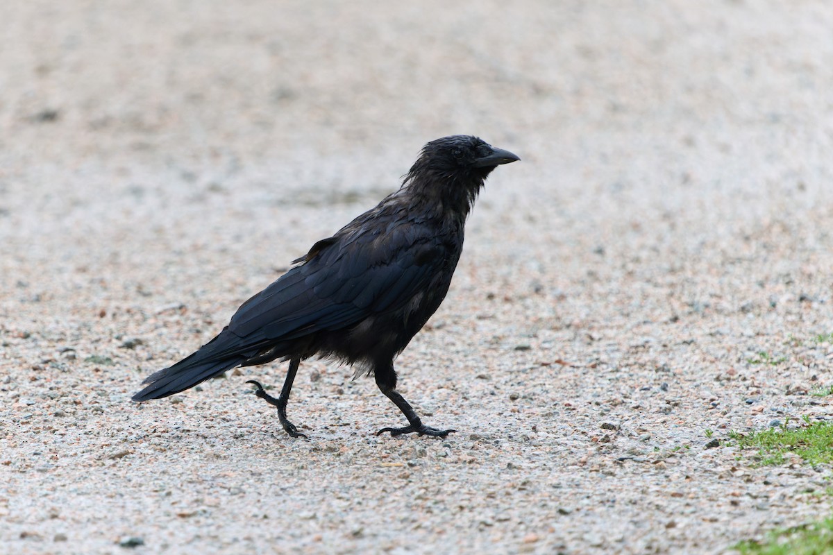 American Crow - ML626903151
