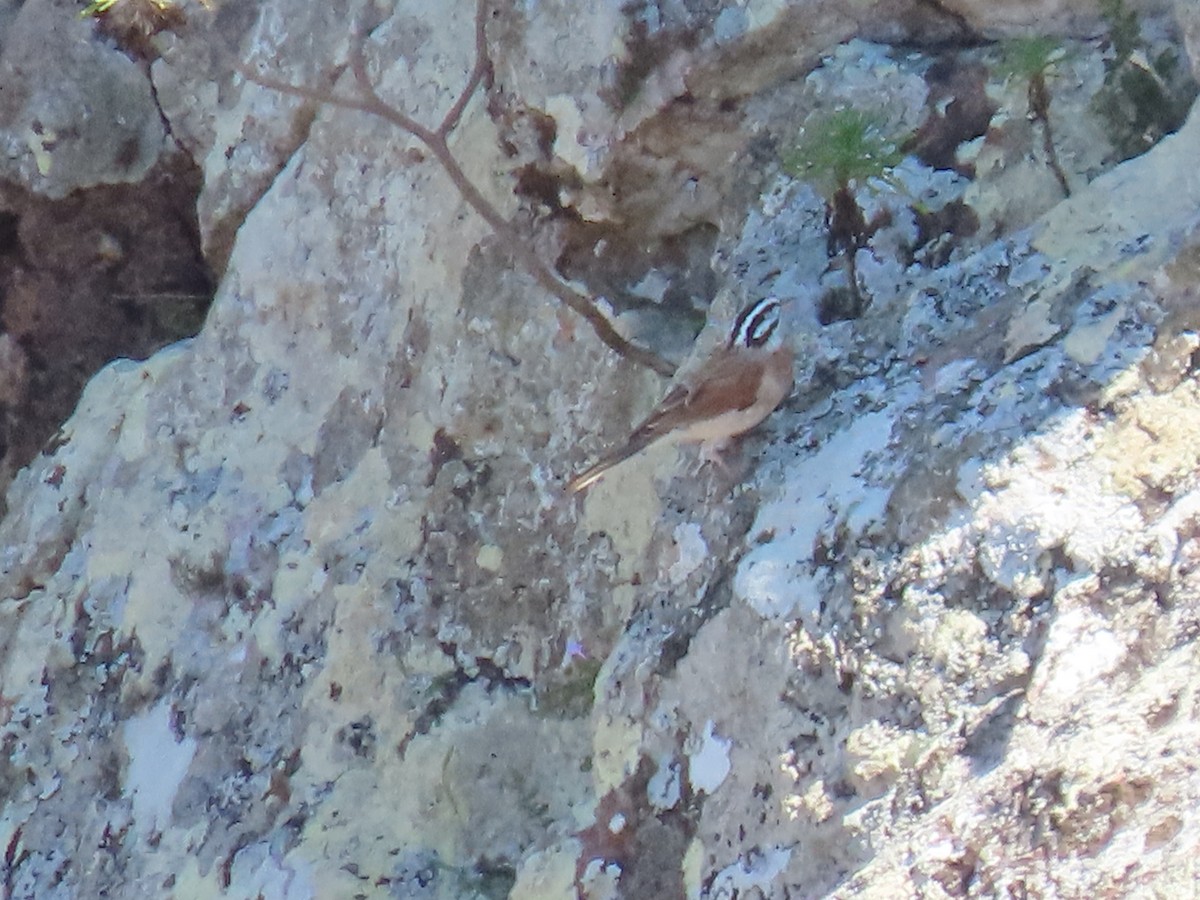 Socotra Bunting - ML626903156