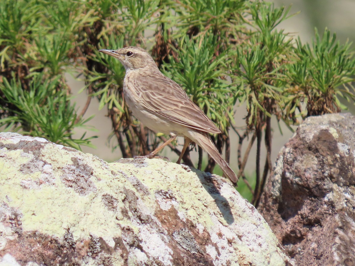 Long-billed Pipit - ML626903171