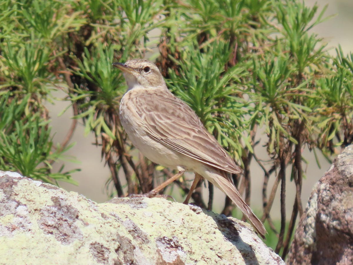 Long-billed Pipit - ML626903173