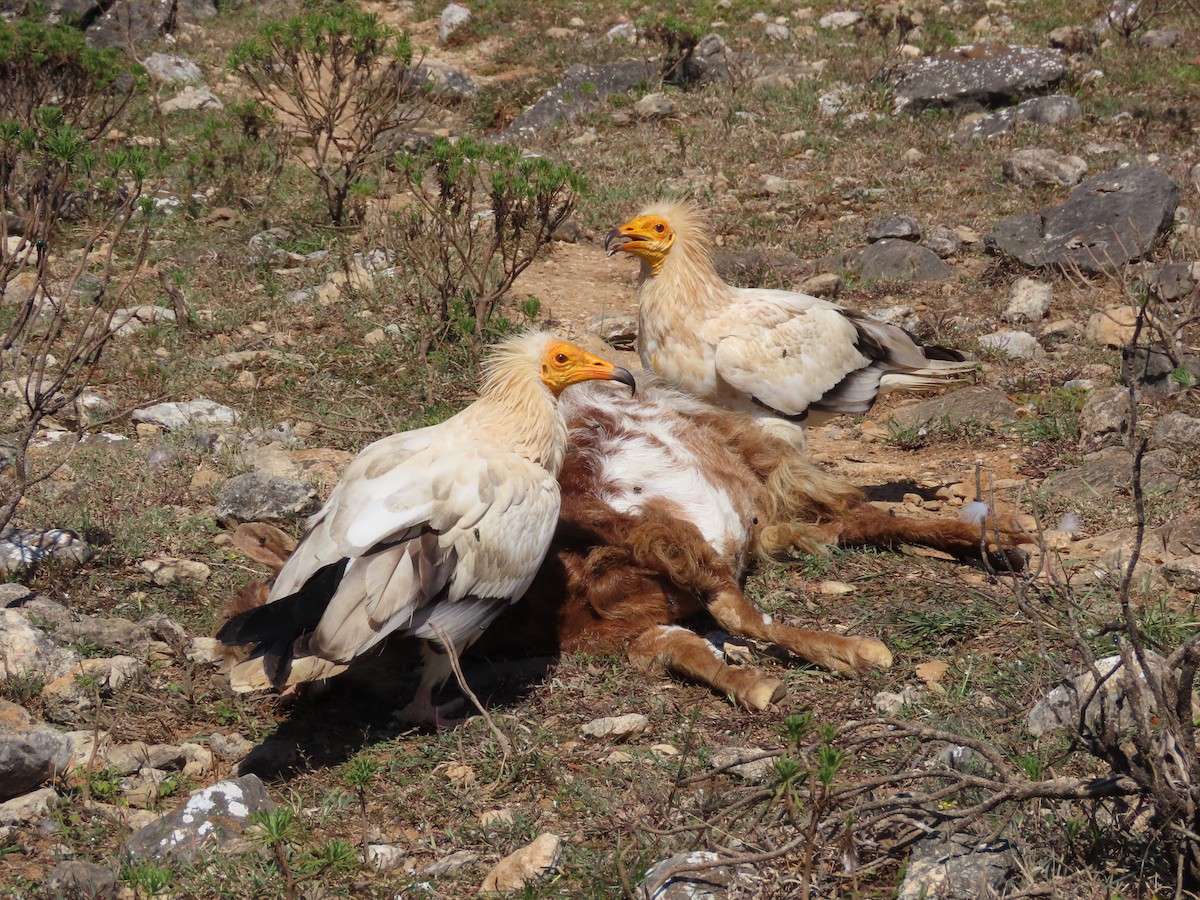Egyptian Vulture - ML626903200
