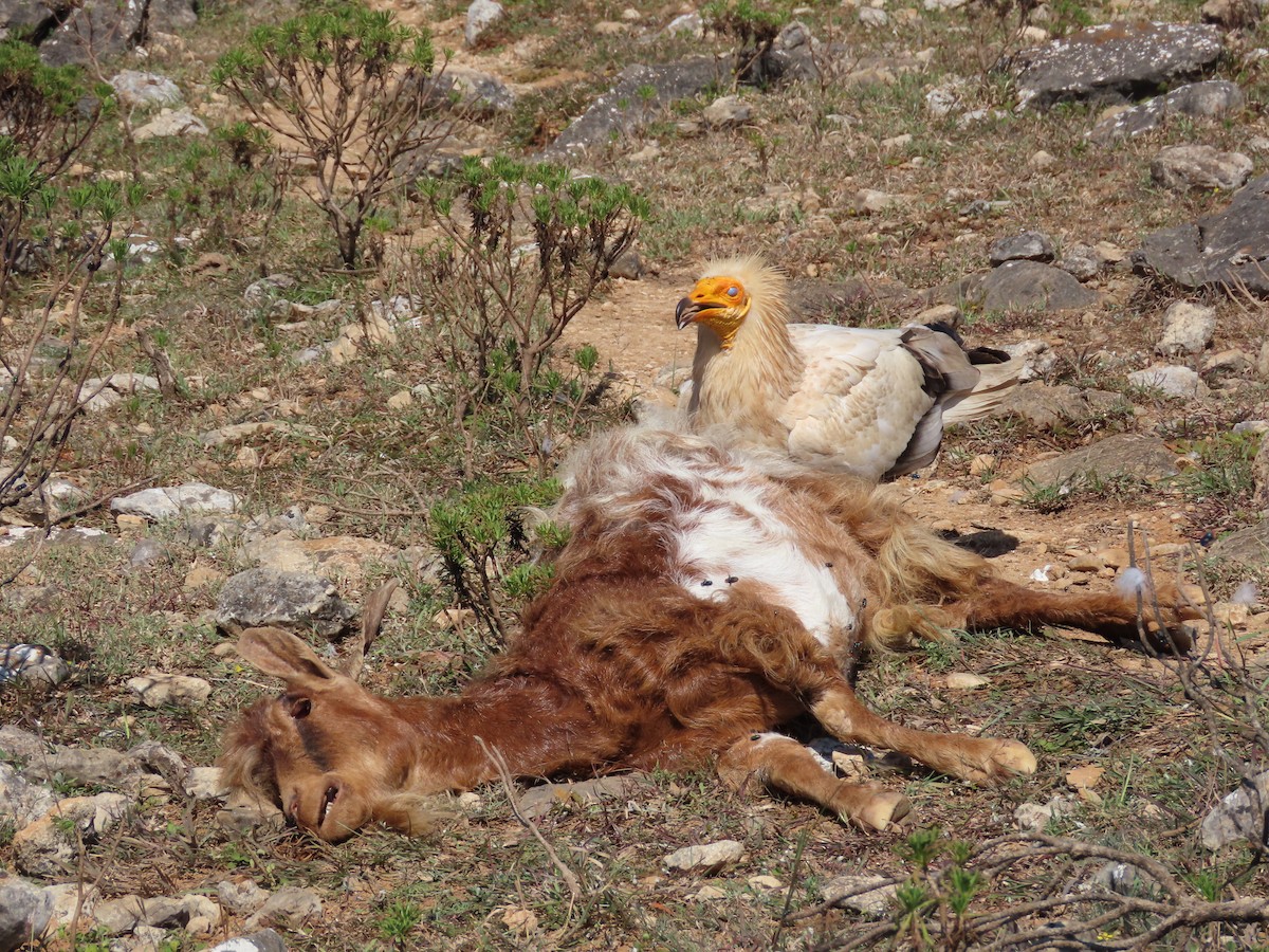Egyptian Vulture - ML626903201