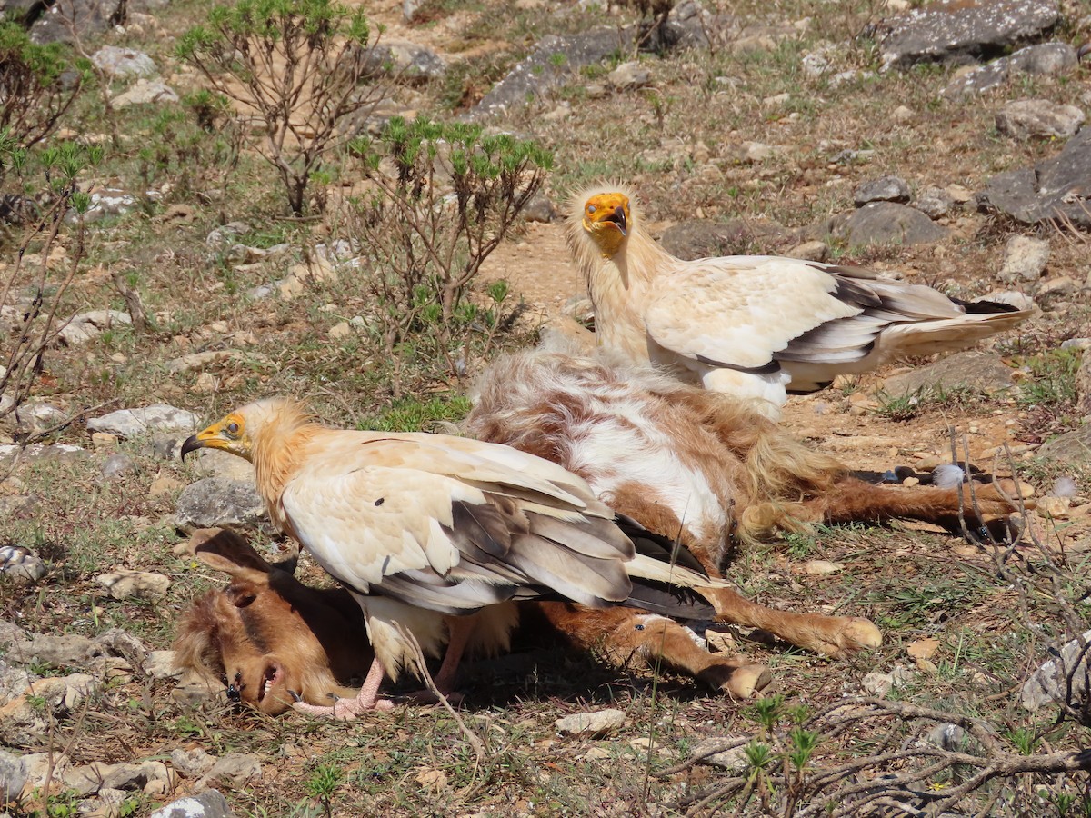 Egyptian Vulture - ML626903213