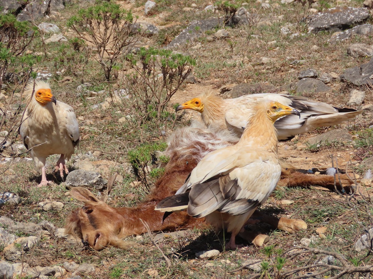 Egyptian Vulture - ML626903215