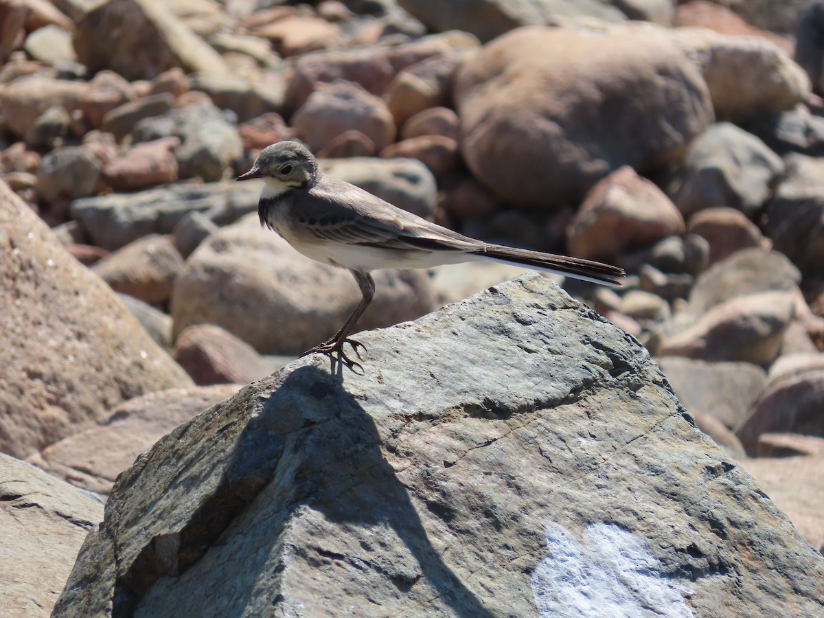 White Wagtail - ML626903247