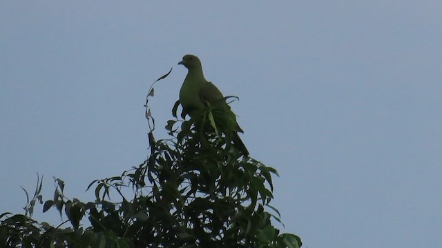 Orange-breasted Green-Pigeon - ML626903297