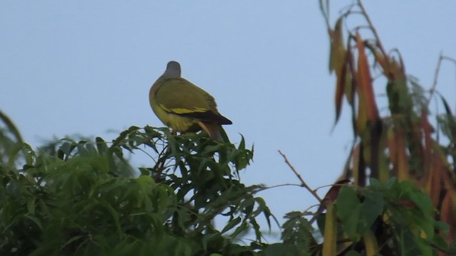 Orange-breasted Green-Pigeon - ML626903298