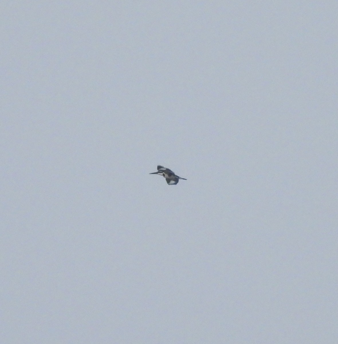 Pied Kingfisher - ML626903301