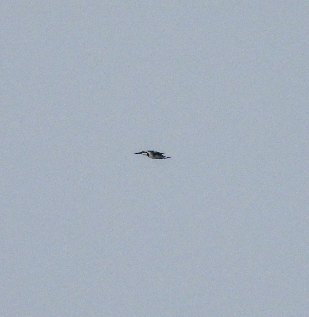 Pied Kingfisher - ML626903302