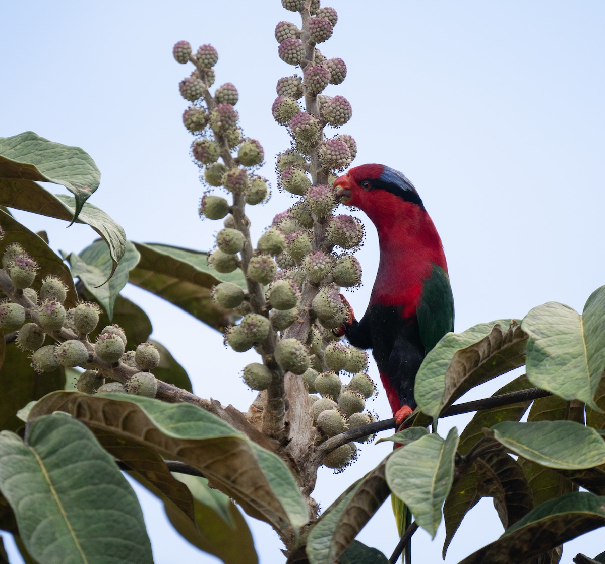 Stella's Lorikeet - ML626903337