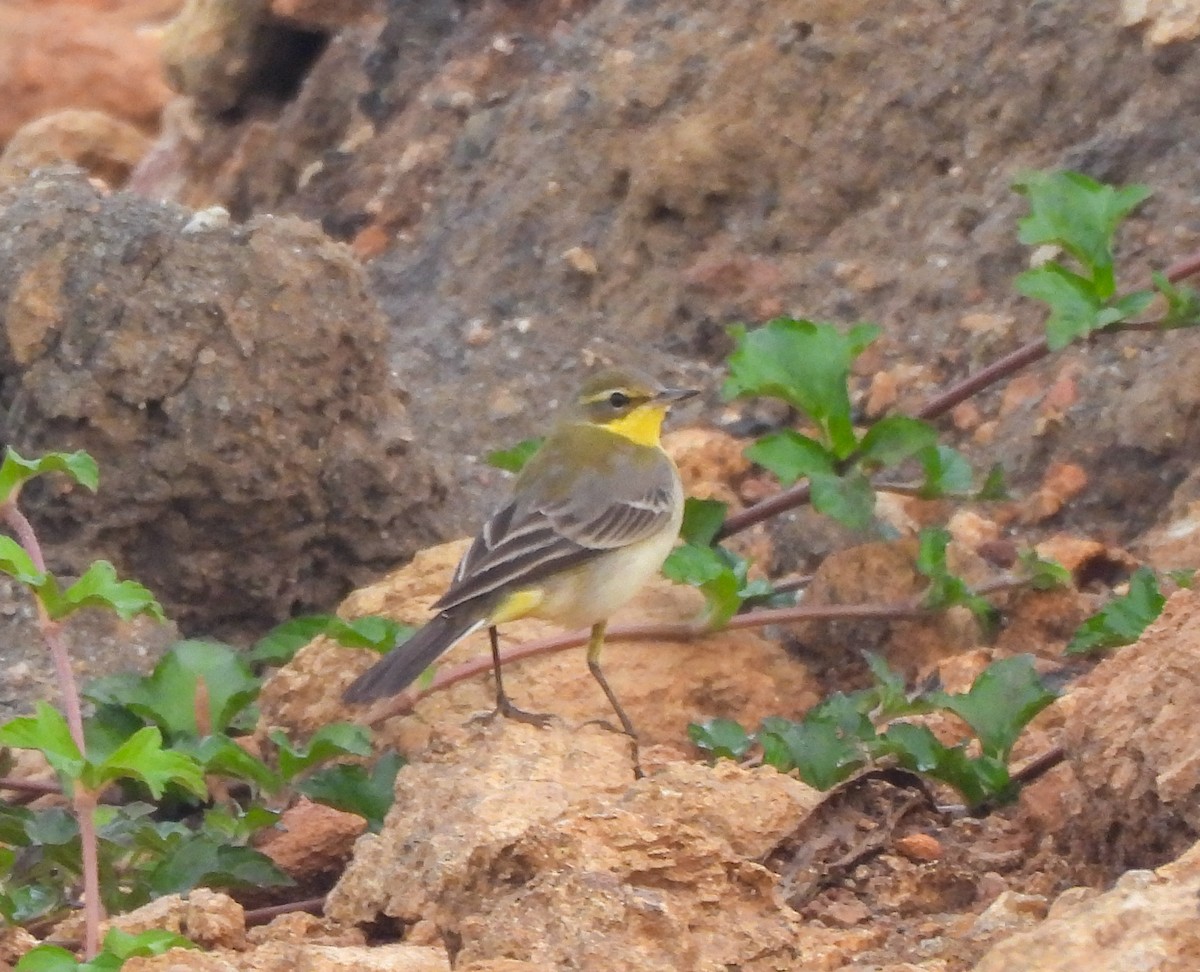 Өрнийн шар цэгцгий - ML626903366