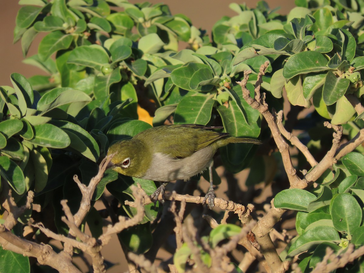 Socotra White-eye - ML626903369
