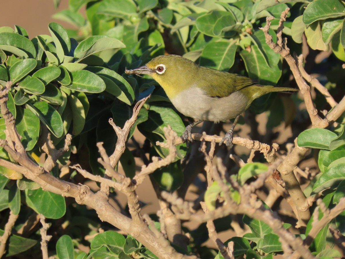 Socotra White-eye - ML626903370