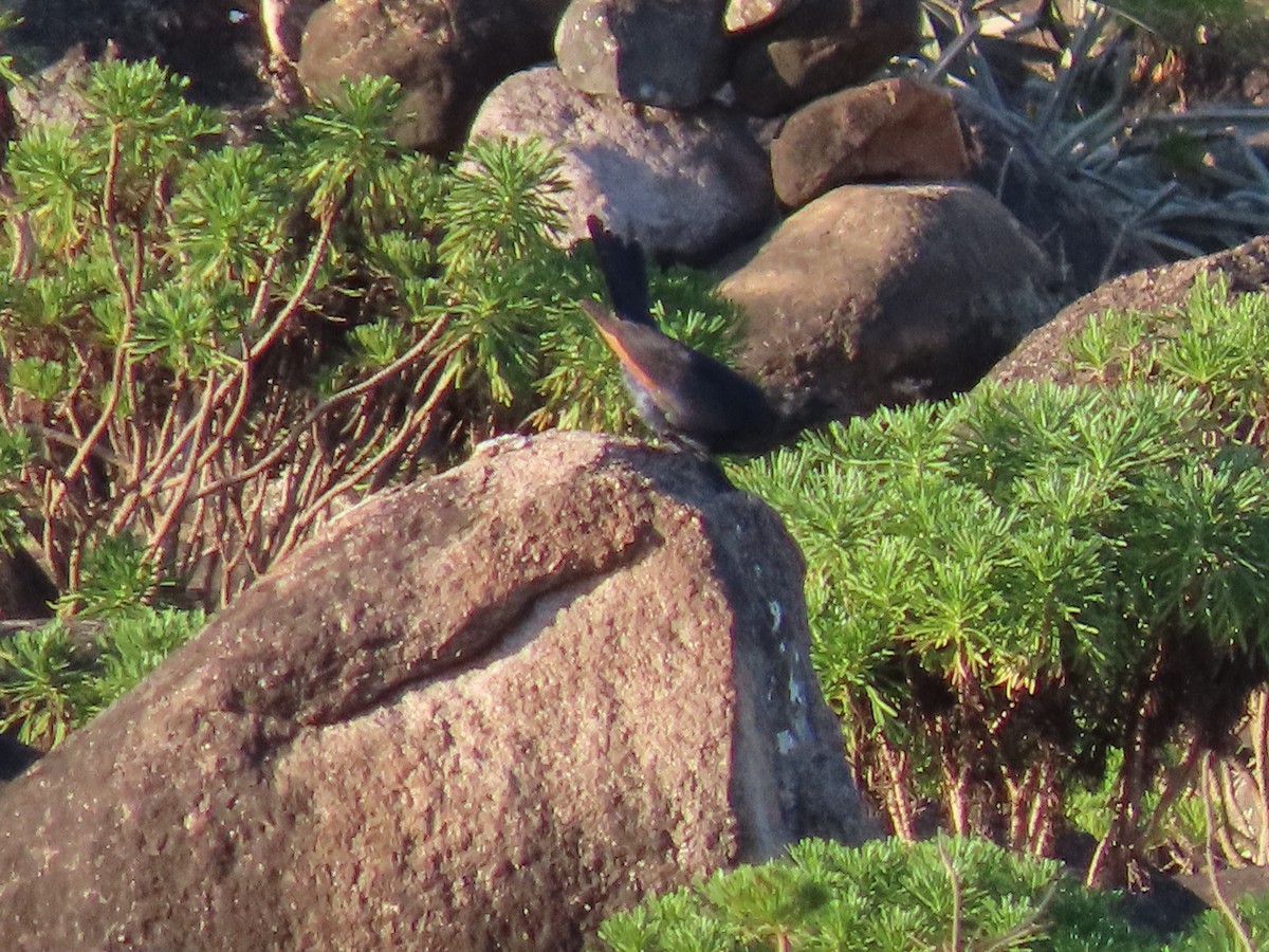Socotra Starling - ML626903376