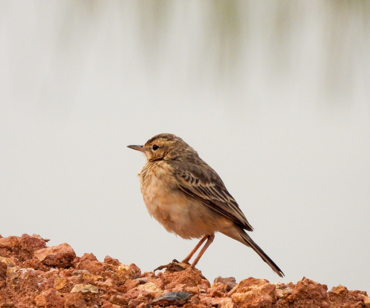 Paddyfield Pipit - ML626903458