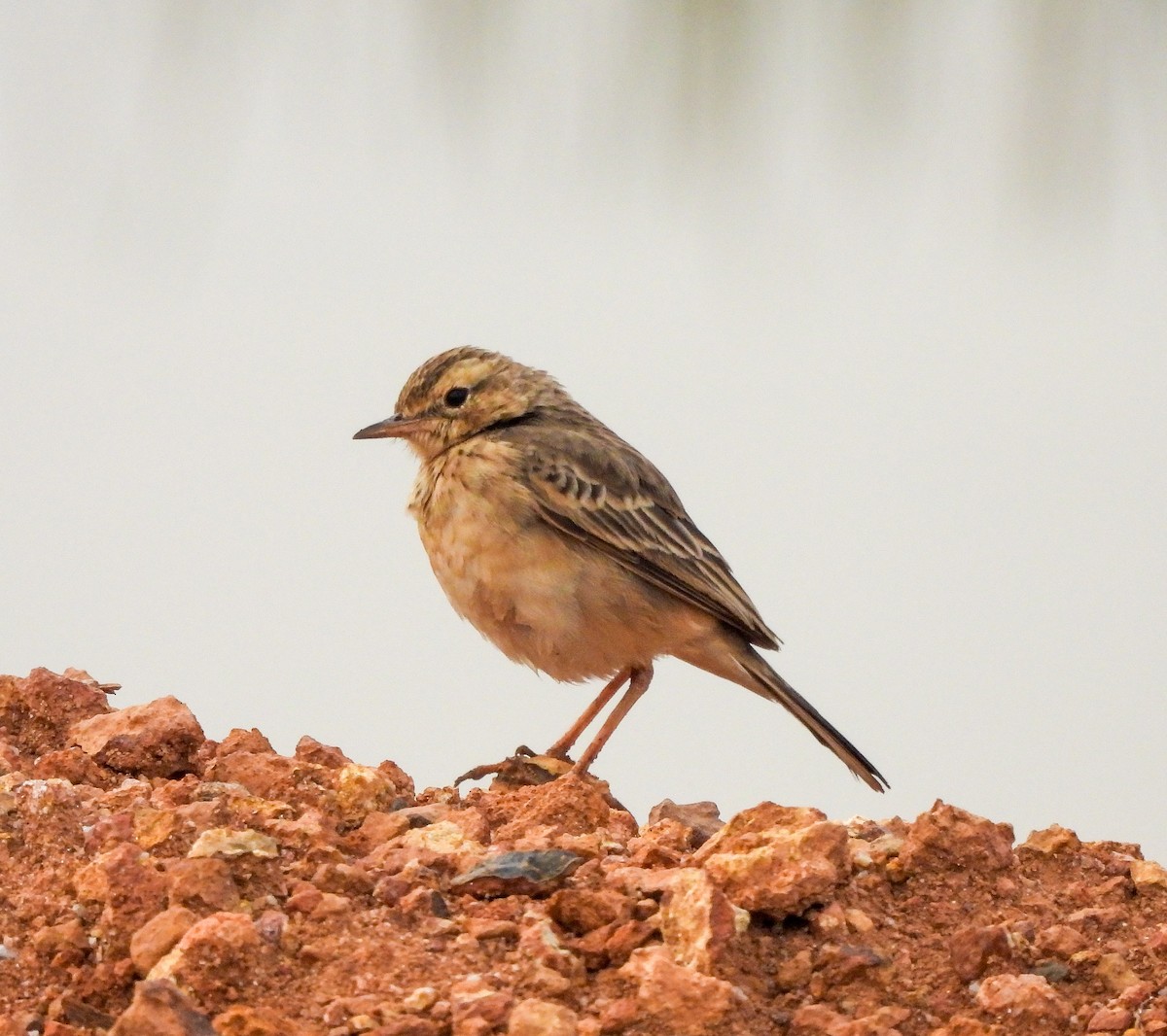 Paddyfield Pipit - ML626903459