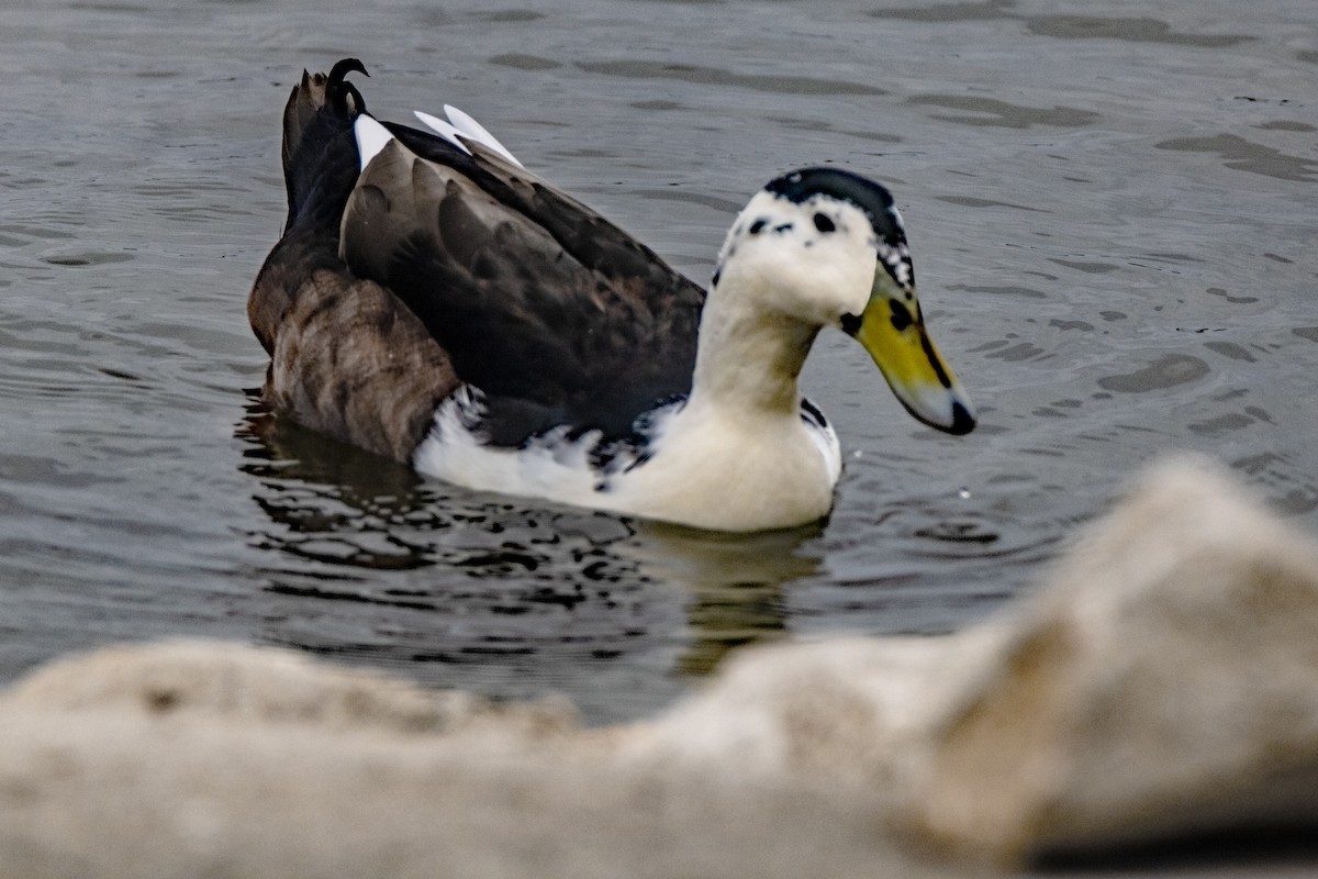 duck sp. - ML626903519