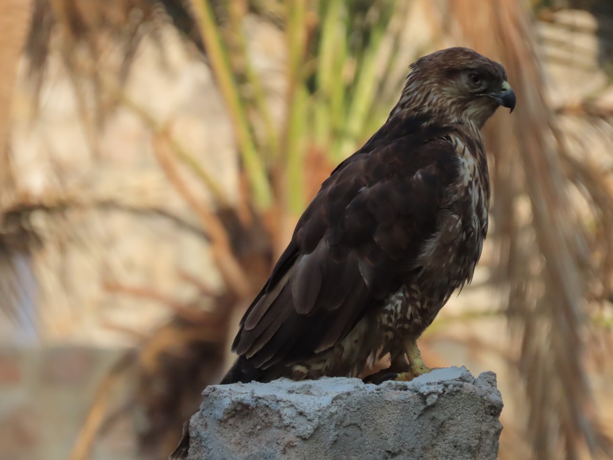 Socotra Buzzard - ML626903522
