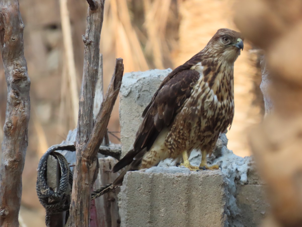 Socotra Buzzard - ML626903523