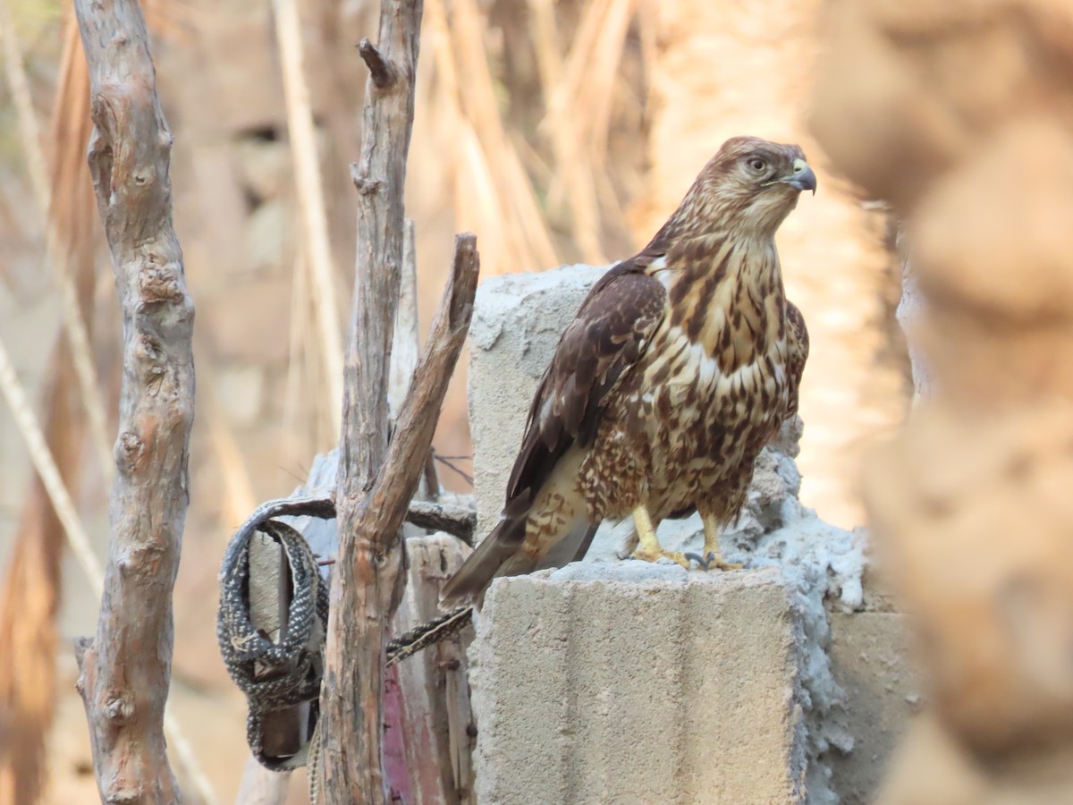 Socotra Buzzard - ML626903524