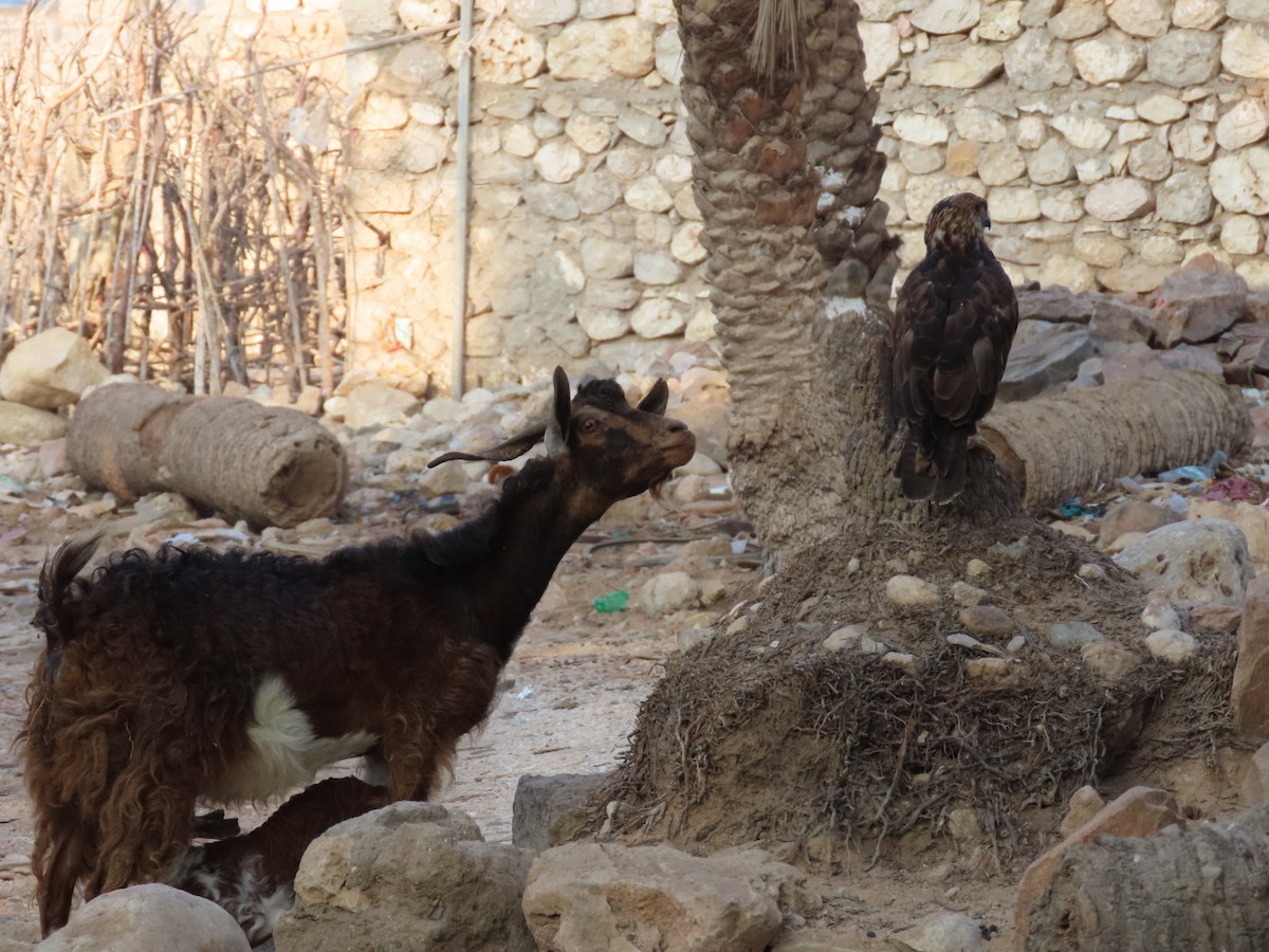 Socotra Buzzard - ML626903525