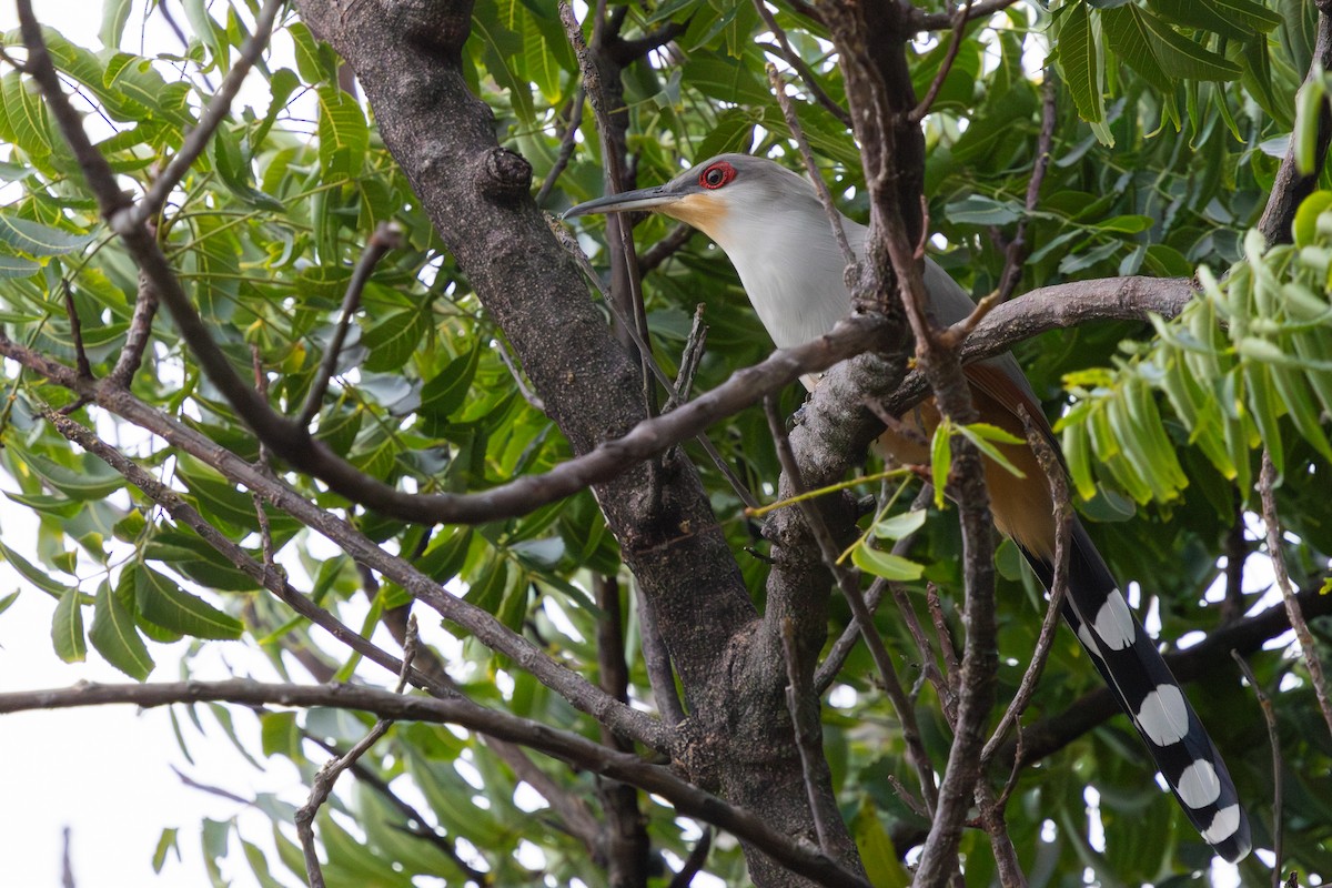 Hispaniolan Lizard-Cuckoo - ML626903530