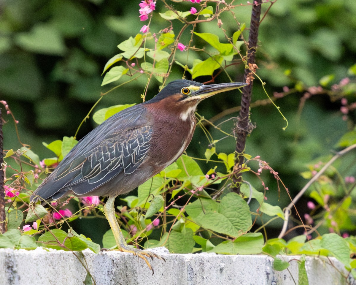 Green Heron - ML626903542