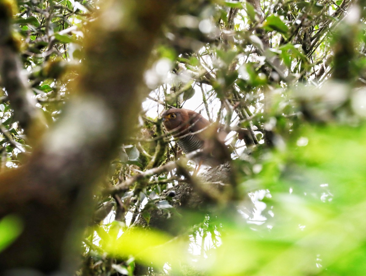 Barred Forest-Falcon - ML626903556