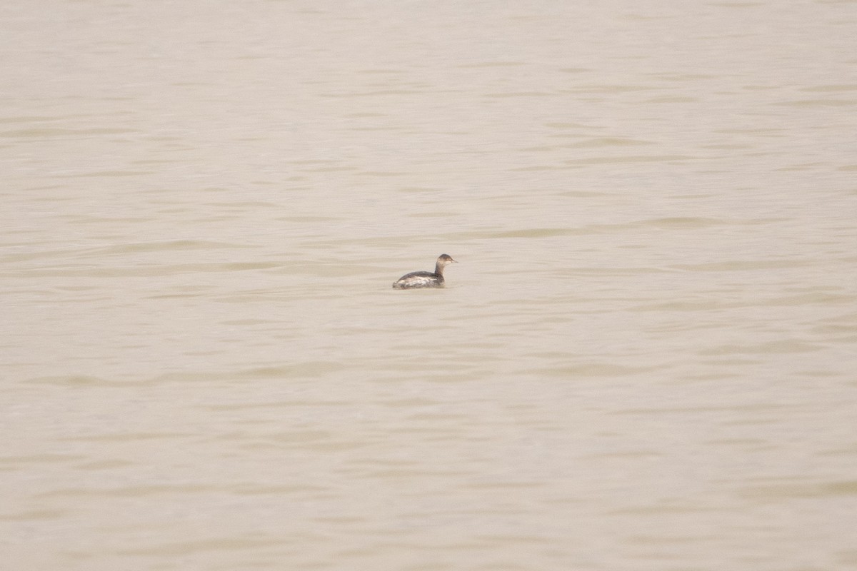 Халтар шунгуур - ML626903611