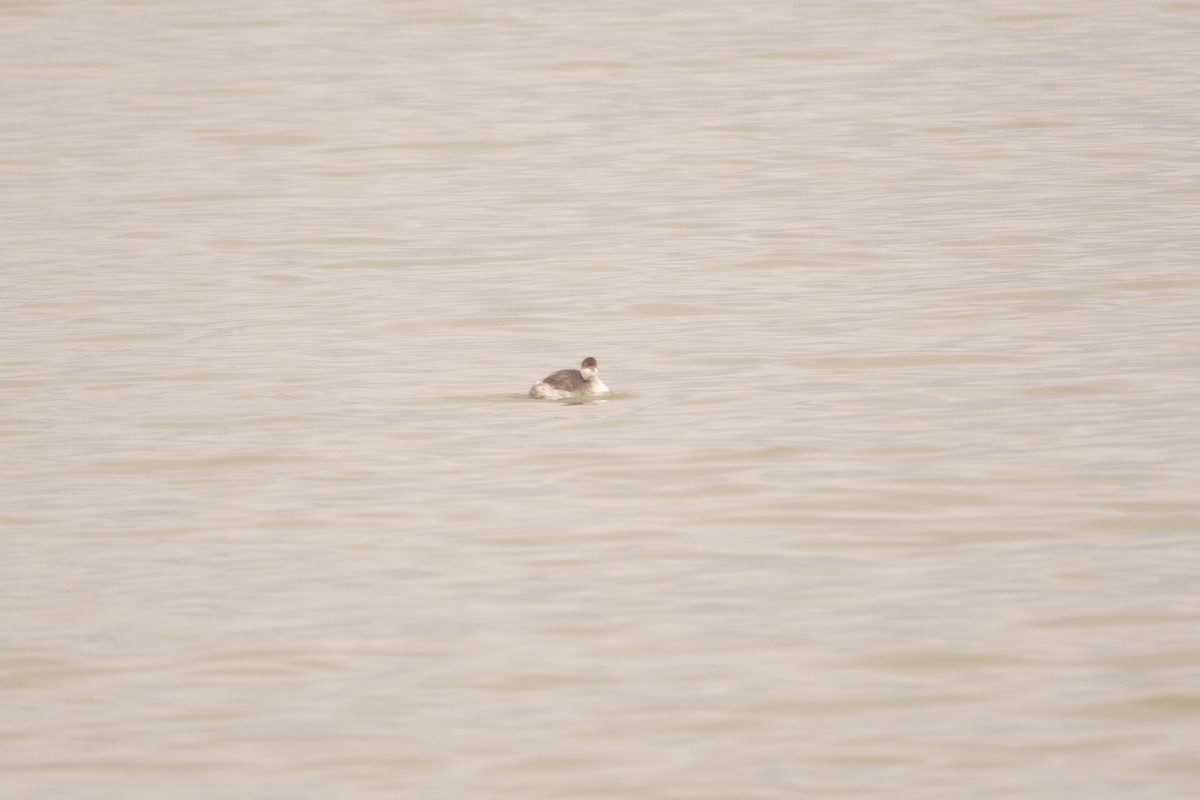 Халтар шунгуур - ML626903612