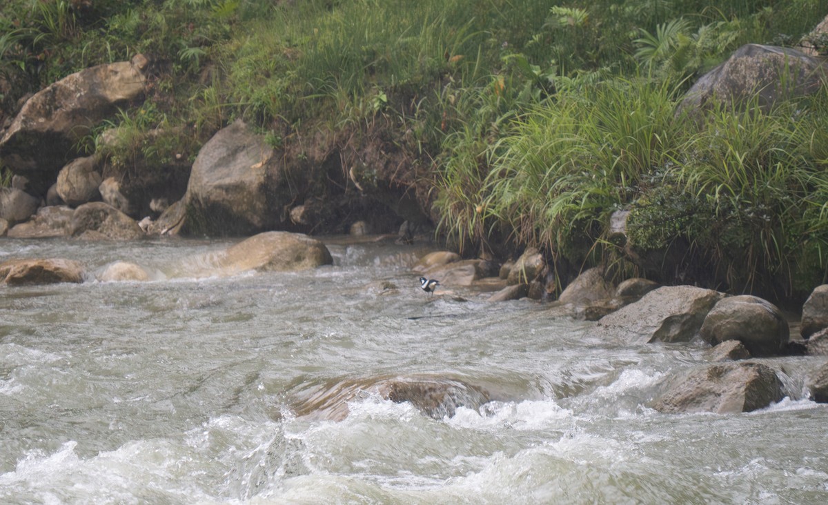 Torrent-lark - ML626903622