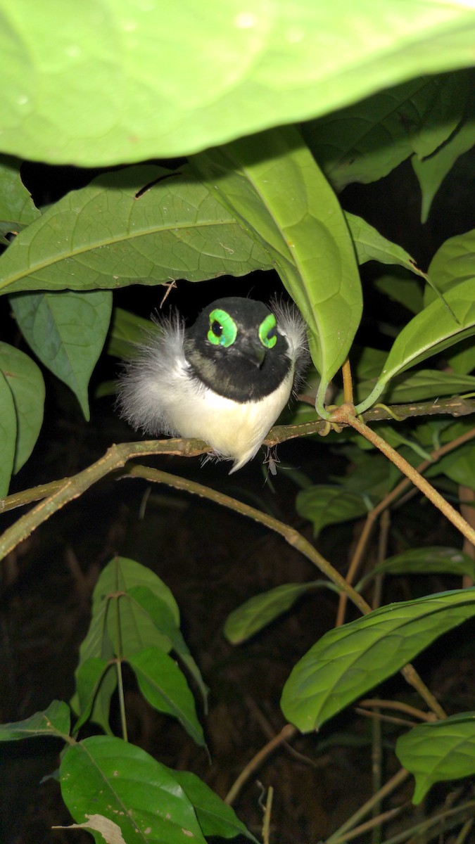 Black-necked Wattle-eye - ML626903772