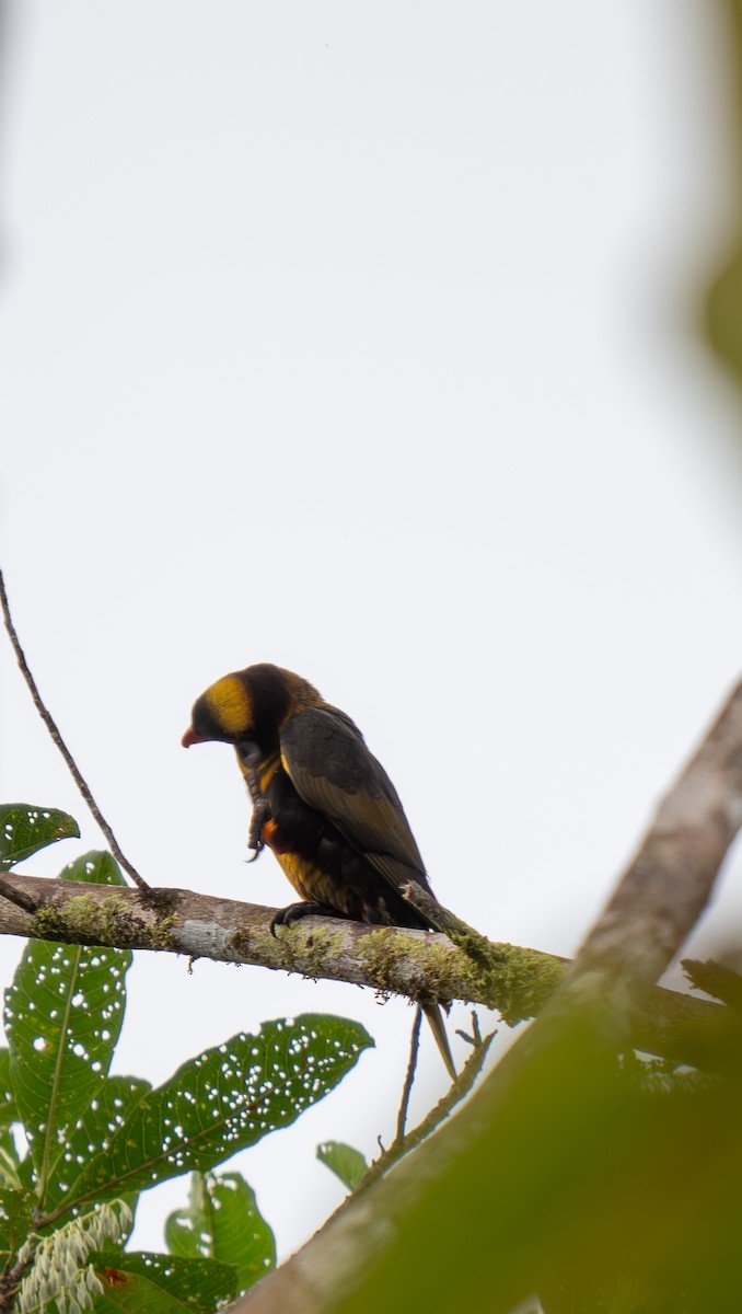 Dusky Lory - ML626903819
