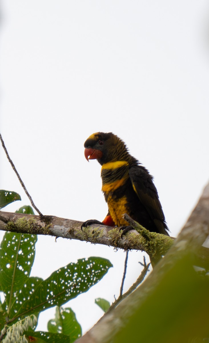 Dusky Lory - ML626903820